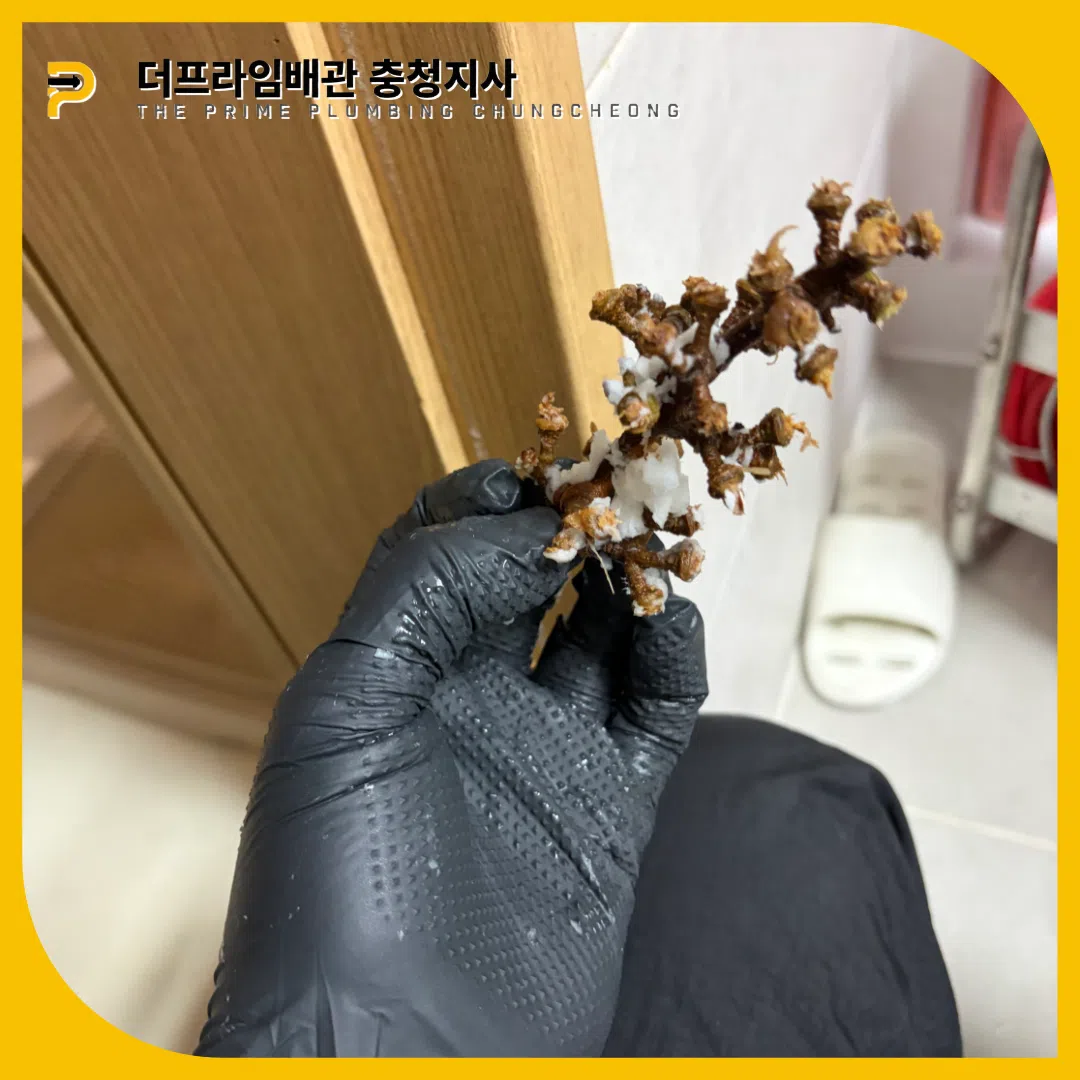 역류원인
